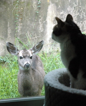 A fawn and Rosie A fawn and Rosie