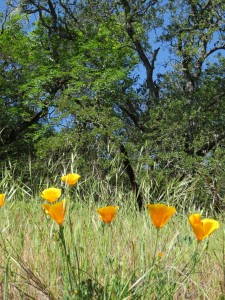 Golden poppies at Sky Farm