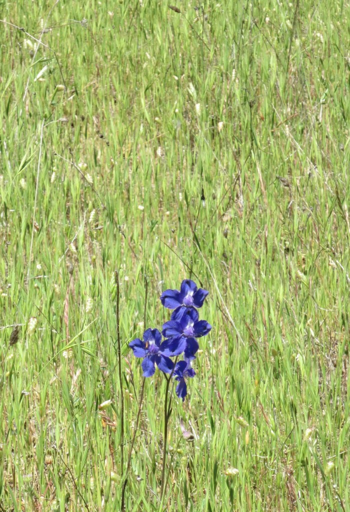 Purple flower at Sky Farm