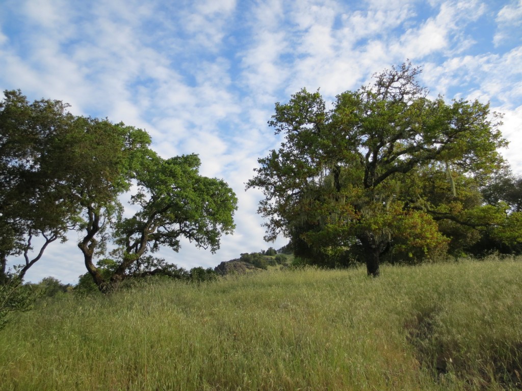 Oaks at Sky Farm