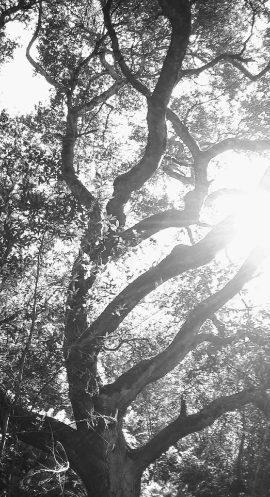 Oak tree in Huckleberry Botanic Regional Preserve, Oakland, CA