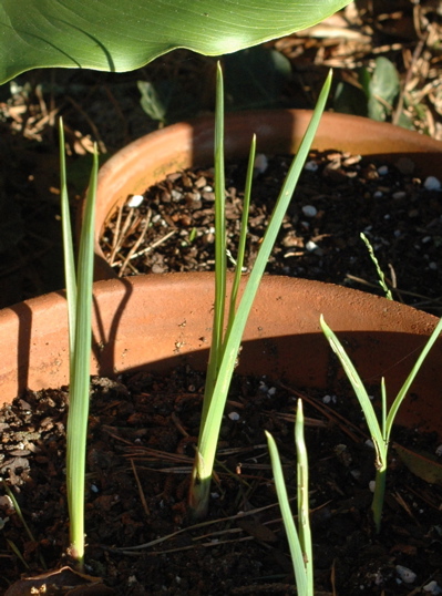 bulbs