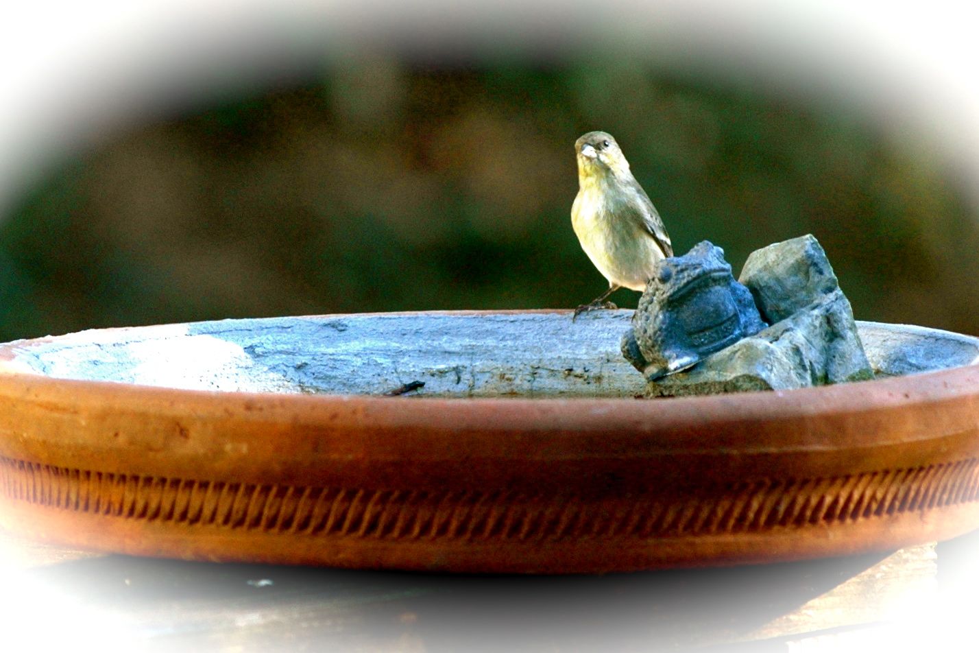 Finch on the bird bath