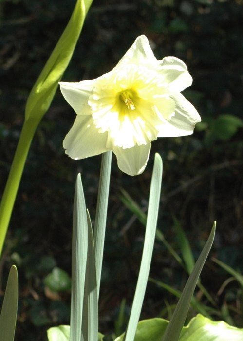 Daffodil