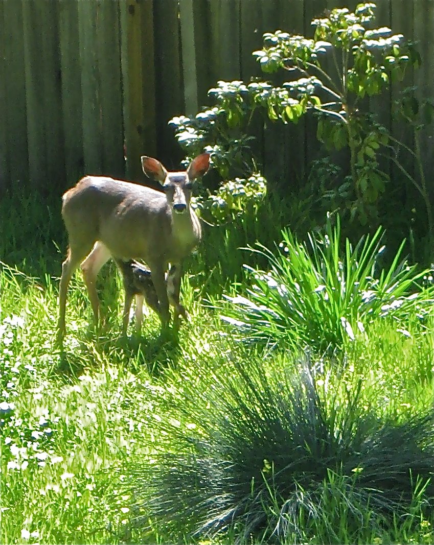 Deer on Holy Saturday
