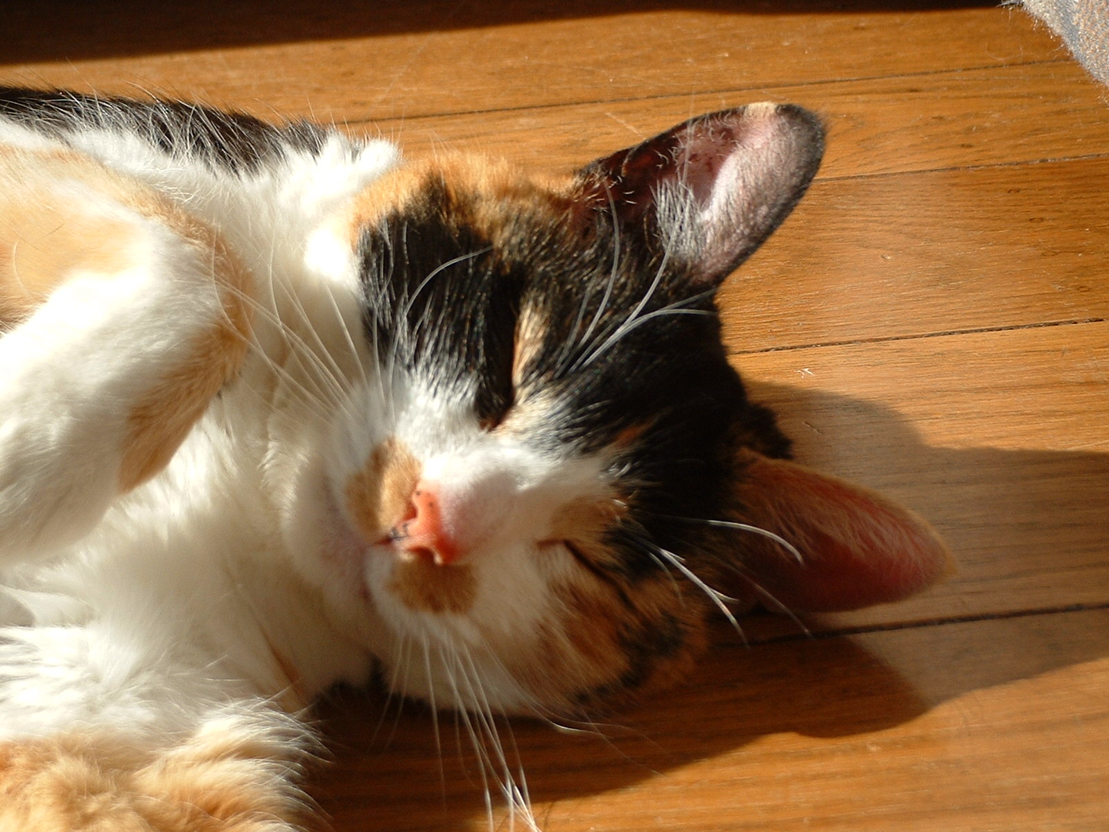 Jazmin sleeping