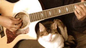 Rosie under my guitar