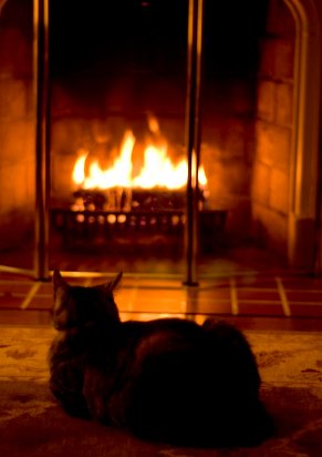 A housecat warming itself by the fire